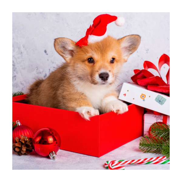 Алмазная мозаика Рыжий кот 20*20см "Щенок в коробке" НД-5851