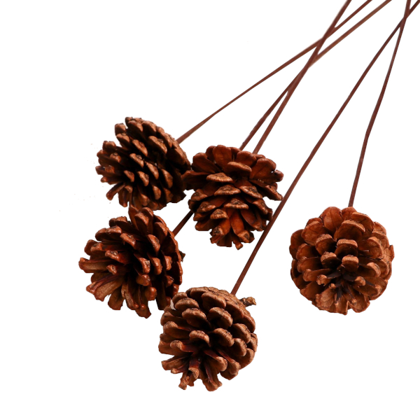 Декор сухоцвет "Сосновая шишка" 5,5*40см, коричневый, 5шт 7081232