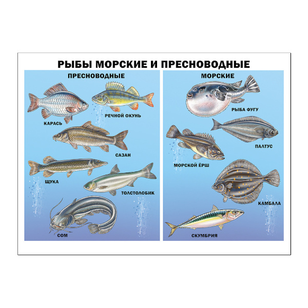 Плакат обучающий "Рыбы и морские пресноводные" А2 ИД Проф-Пресс 978-5-378-17372-3