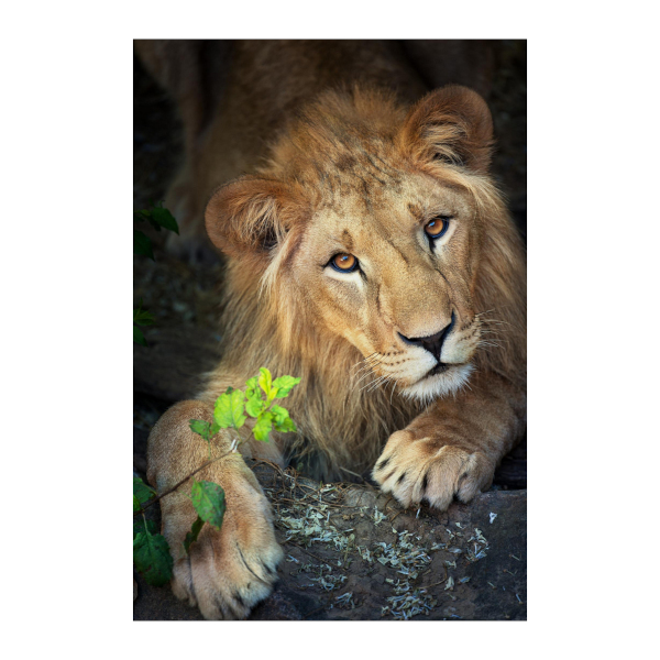 Картина по номерам Рыжий кот 30*40см "Могучий лев" ХК-0908