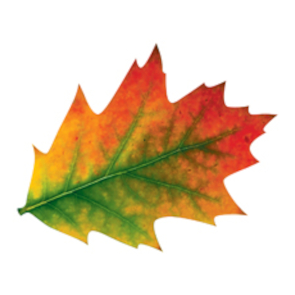 Набор для декорирования "Яркие листья" картон, 11*11мм, 10шт 8Б-1896 Дон Баллон