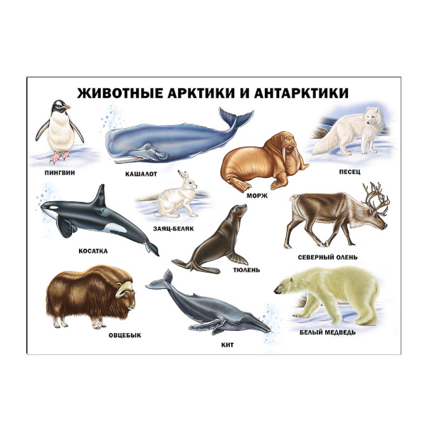 Плакат обучающий "Животные Арктики и Антарктики" А2 ИД Проф-Пресс 978-5-378-17363-1