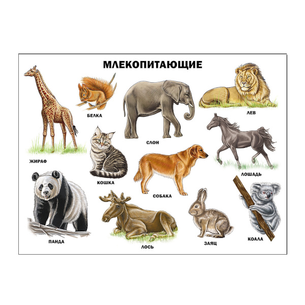 Плакат обучающий "Млекопитающие" А2 ИД Проф-Пресс 978-5-378-17368-6