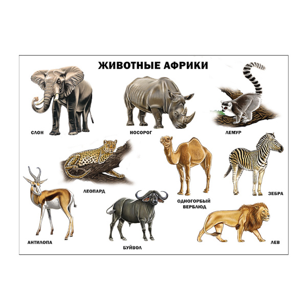 Плакат обучающий "Животные Африки" А2 ИД Проф-Пресс 978-5-378-17364-8