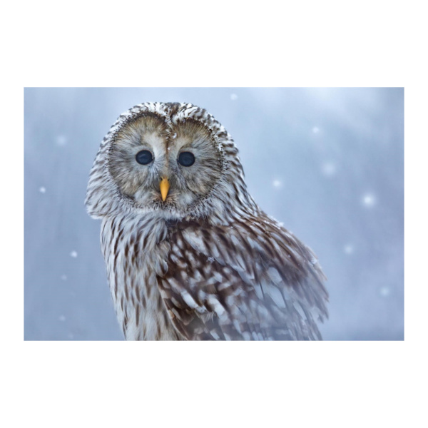 Алмазная мозаика Рыжий кот 30*40см "Серая сова" НД-5885