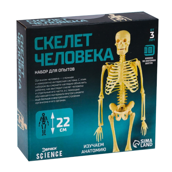 Набор для творчества Эврики "Набор для опытов. Скелет человека" 7647805